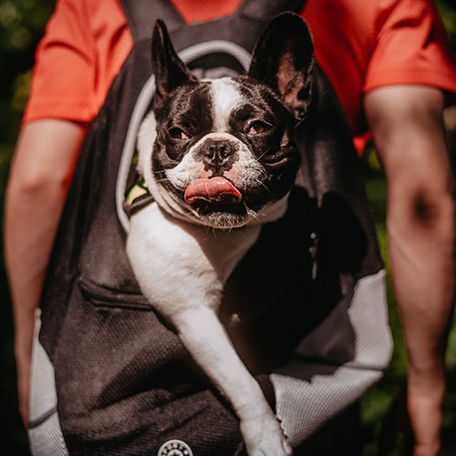 Avontuurlijke Draagtas voor Kleine Honden – Zwart en Comfortabel
