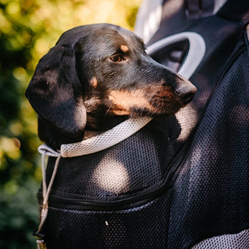 Avontuurlijke Draagtas voor Kleine Honden – Zwart en Comfortabel