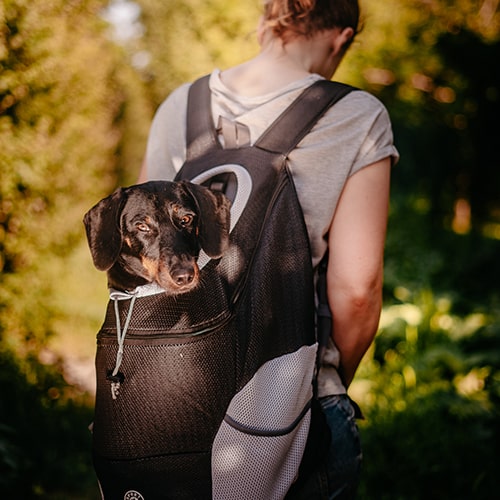 Avontuurlijke Draagtas voor Kleine Honden – Zwart en Comfortabel